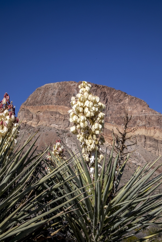 Adams Needles BBNP Castolon Area Dec 2018